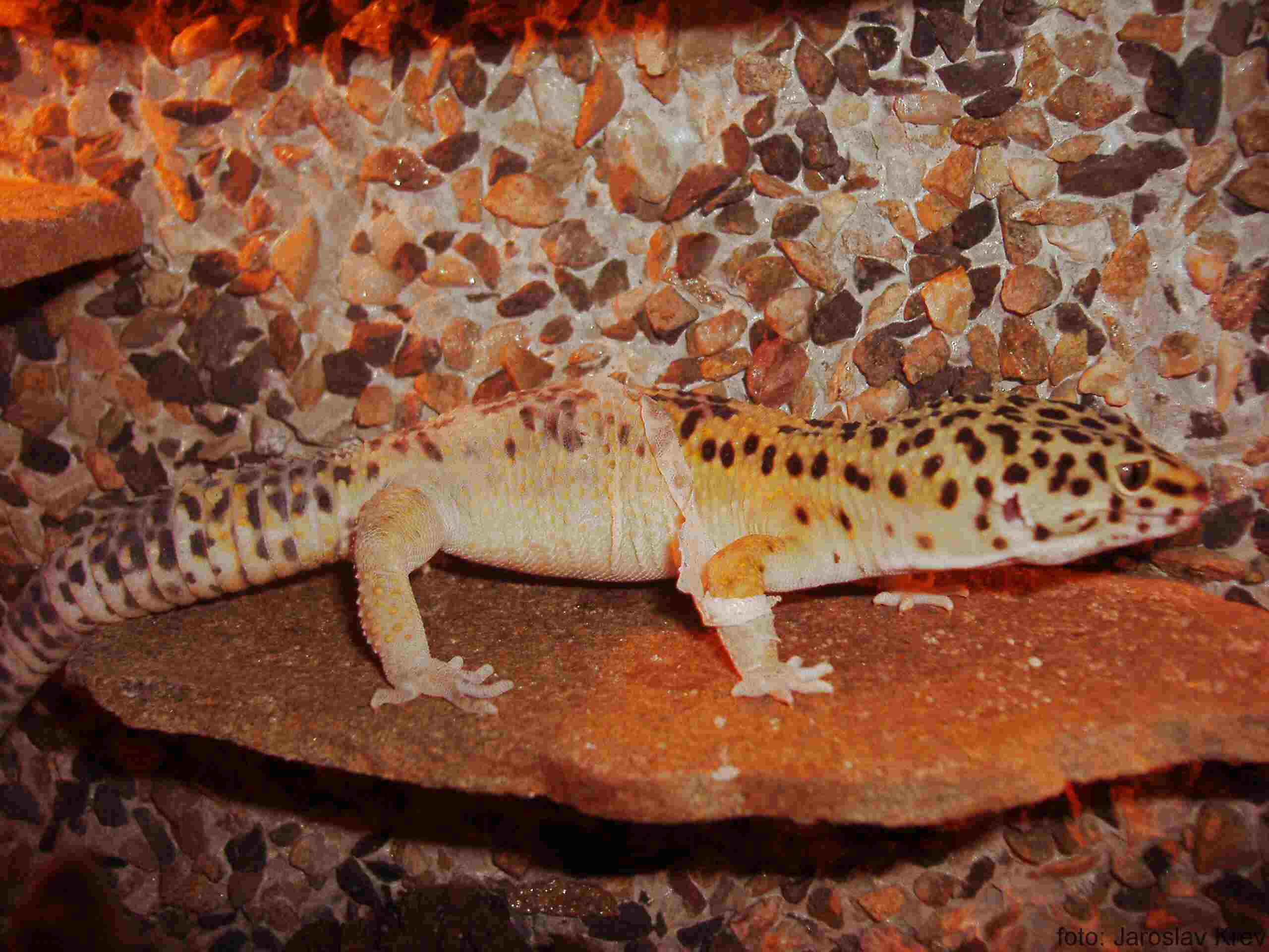 Snímek 007.jpg