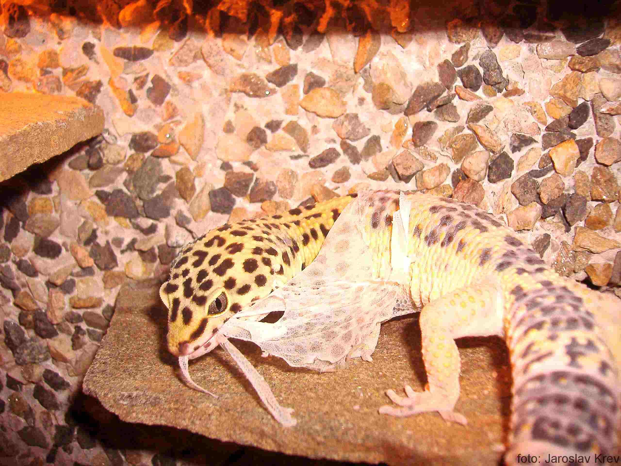 Snímek 004.jpg