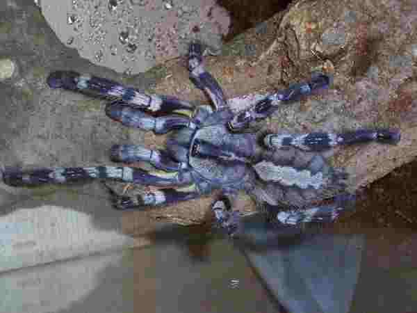 Poecilotheria ragalis.jpg