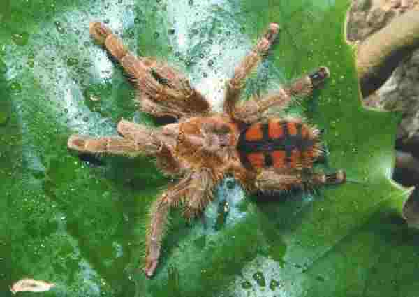 Avicularia minatrix.jpg