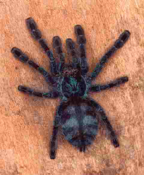 Avicularia versicolor.jpg